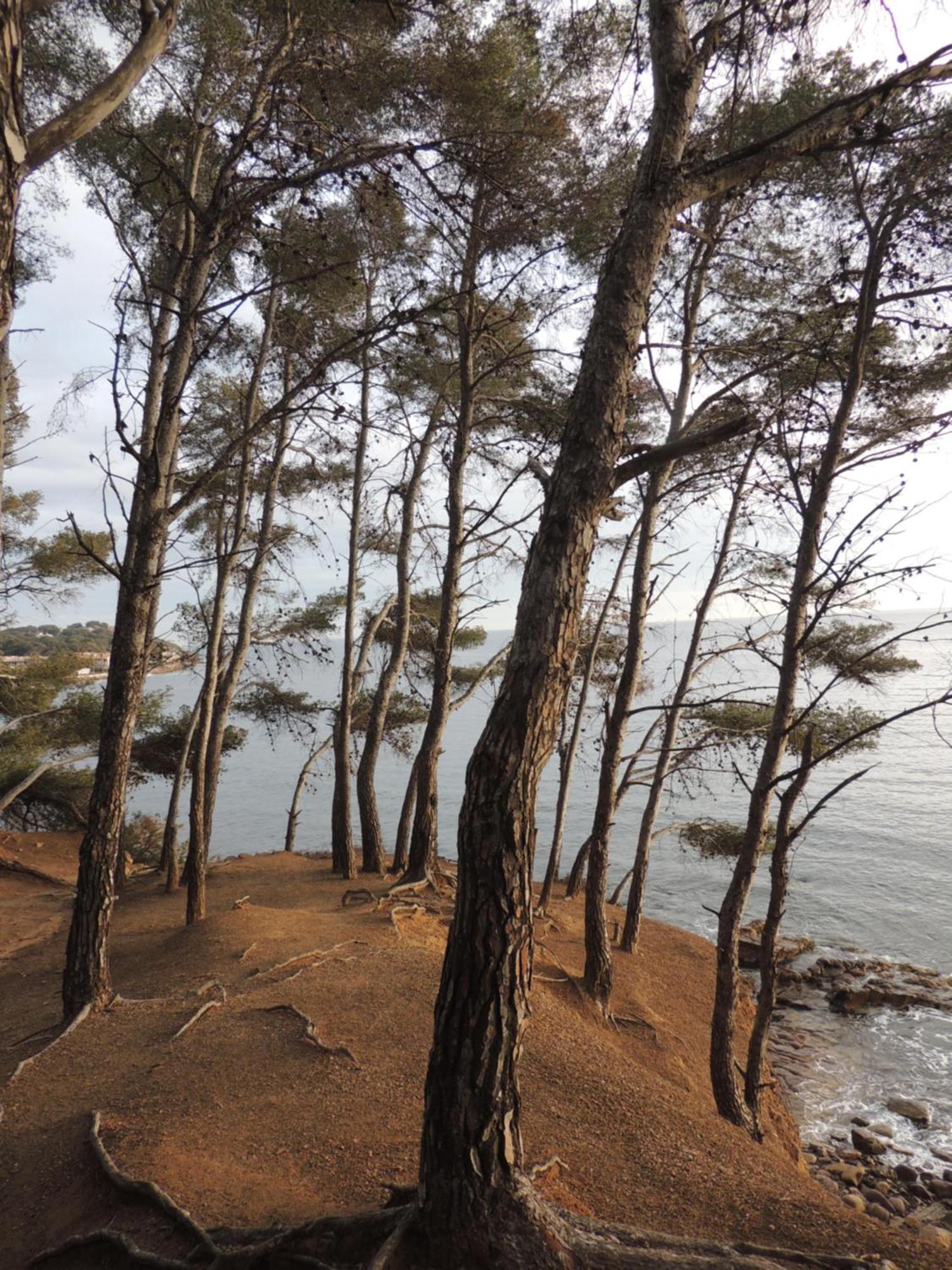 Petit Paradis A Mandrier 1 A 4 Mn Clim Parking Wifi Saint-Mandrier-sur-Mer