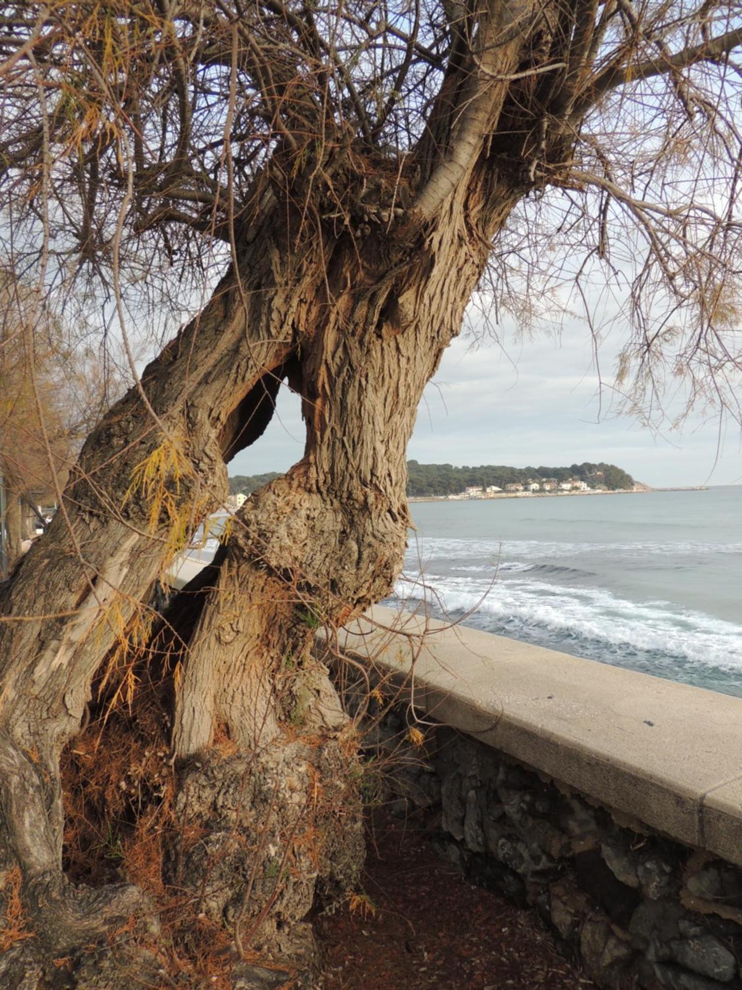 Petit Paradis A Mandrier 1 A 4 Mn Clim Parking Wifi *